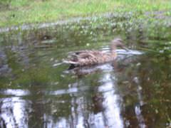 [photo: duck]