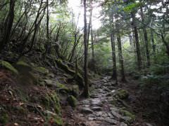 [photo: Yakushima]